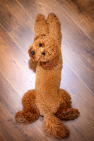 no name ( ID=2575268 ); comments:2