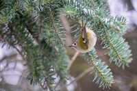 без име ( ID=2575299 ); Коментари:6