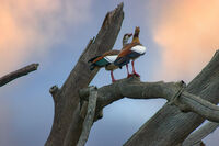 Египетски гъски; comments:10