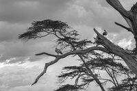 Египетски гъски; comments:2