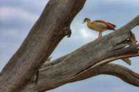 Египетска гъска на дърво; Коментари:6