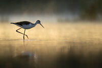 без име ( ID=2575355 ); Коментари:4