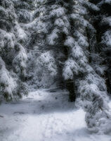 без име ( ID=2575421 ); Коментари:1