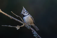 Kaчулат синигер; comments:7