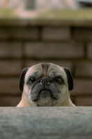 Преглед на печата; Коментари:5