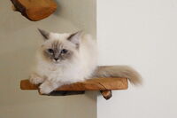 Тоналности; comments:7