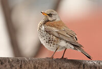 хвойнов дрозд; comments:13