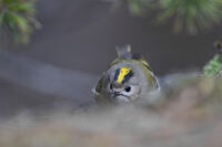 no name ( ID=2575477 ); comments:4