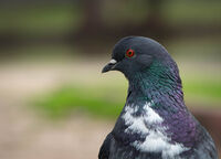 Гълъб; comments:2