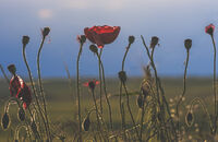 Животът на маковете; Няма коментари