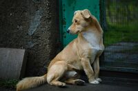 Кучето което стопли зимата; Коментари:3