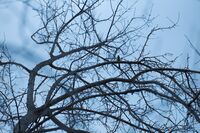 Птичката пее - дървото танцува; comments:1