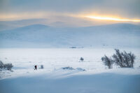 Самотник; Коментари:19