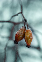 ...; Коментари:5