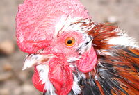 no name ( ID=2575615 ); comments:1