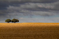 Испанска прерия; comments:2