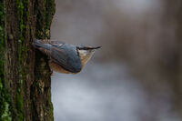 Горска Зидарка; Коментари:2