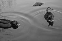 we know that i know that you love me..; comments:2