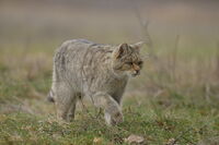 Дива котка; comments:4