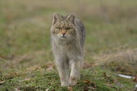 Дива котка; comments:2