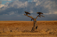 Spanish raptors; Коментари:14