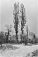 Зима в града; comments:2