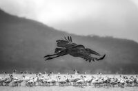 Летяща крепост; comments:15