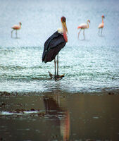 без име ( ID=2575757 ); Коментари:4