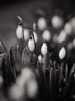 без име ( ID=2575761 ); Коментари:22