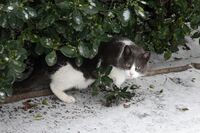 Котка №109; comments:1