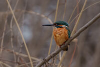 Земеродно Рибарче; Коментари:2