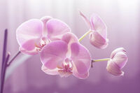 Нежност и грация; Коментари:6