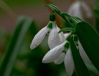 Кокиче - зима; comments:4