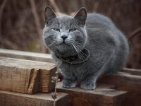 no name ( ID=2575803 ); comments:6