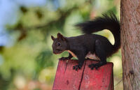 Рунтавелка; comments:5