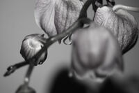 no name ( ID=2575822 ); comments:1