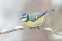 Син синигер; comments:6