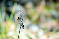 без име ( ID=2575877 ); Коментари:1