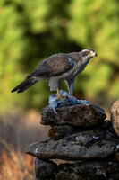 Northern goshawk; comments:7