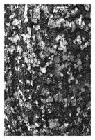 Кората на Platanus; No comments