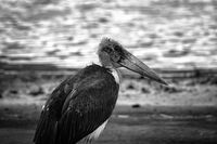 Грозният чаровник; comments:3