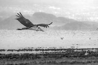 Крепост 2; comments:8