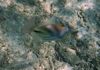 риба - тригер в Индийския океан; comments:1