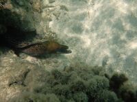 мурена в Индийския океан; comments:3