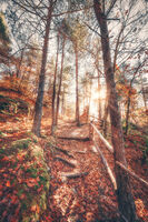 С ухание на родопска гора; Коментари:3