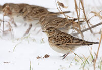 полски чучулиги в снежна буря; comments:4