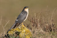 мъжки малък ястреб; comments:2