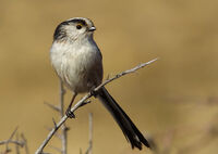 дългоопашат синигер; comments:4