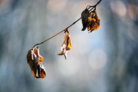 без име ( ID=2575976 ); Няма коментари