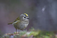 no name ( ID=2575987 ); comments:9